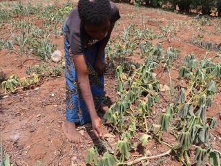 A woman stands in a dry vegetable garden